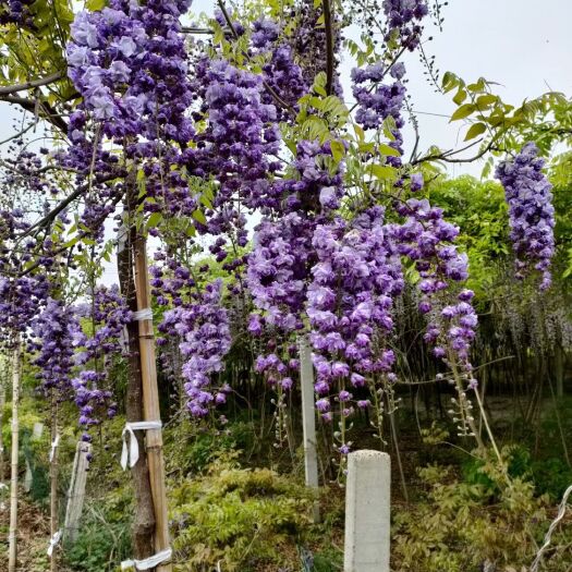 沭阳县紫藤