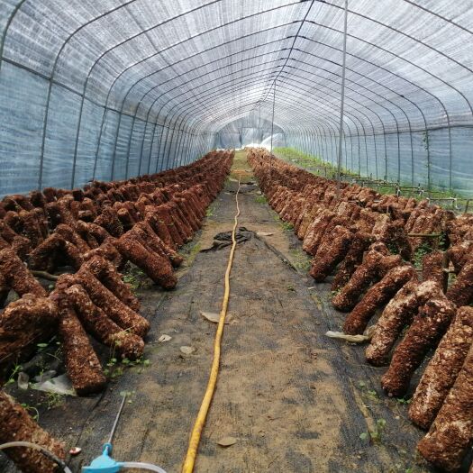 湄潭县马桑菌属于一种菌类食品，里面含有丰富的蛋白质维生素及微量元素