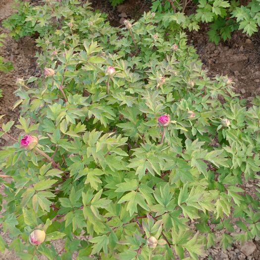 洛阳国花杜丹，4、5年洛阳红花苞