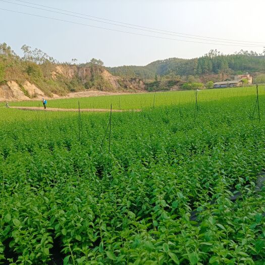 英德市枸杞菜叶