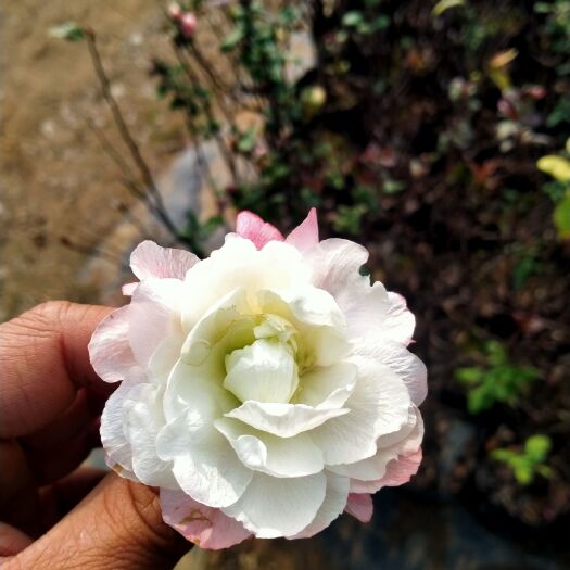 新沂市彩玉海棠，世界一号海棠。