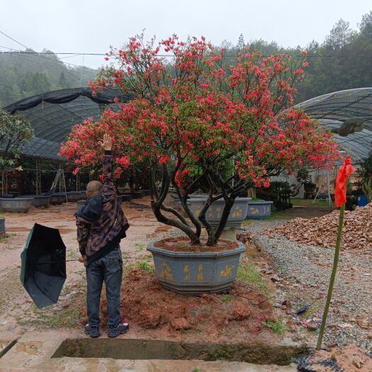 漳平市映山红大中小基地直发