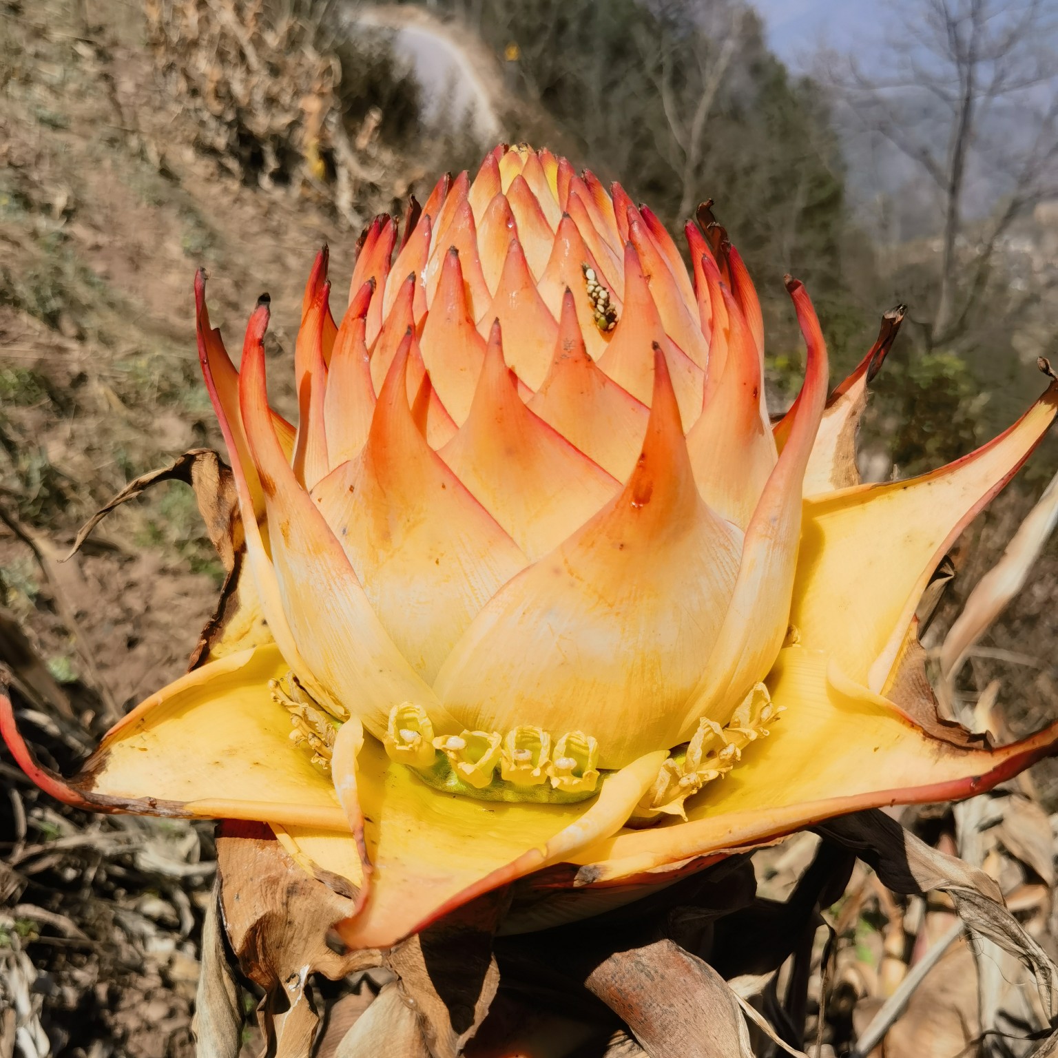 云南地涌金莲绿植千瓣莲花佛教圣花养不死大型盆栽地莲花懒人花苗