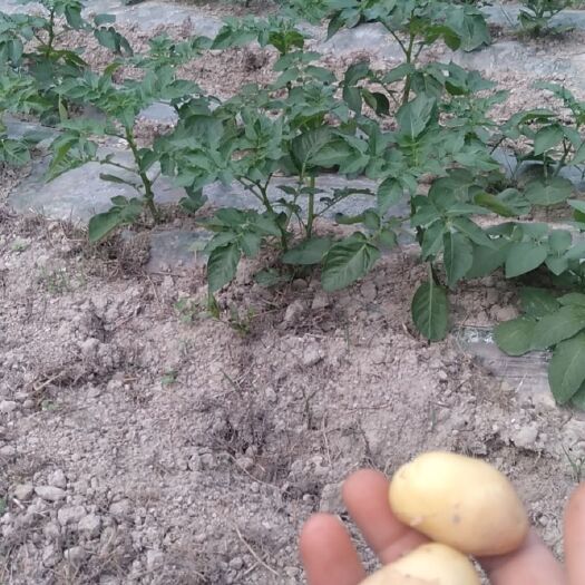 镇宁县土豆希森6号