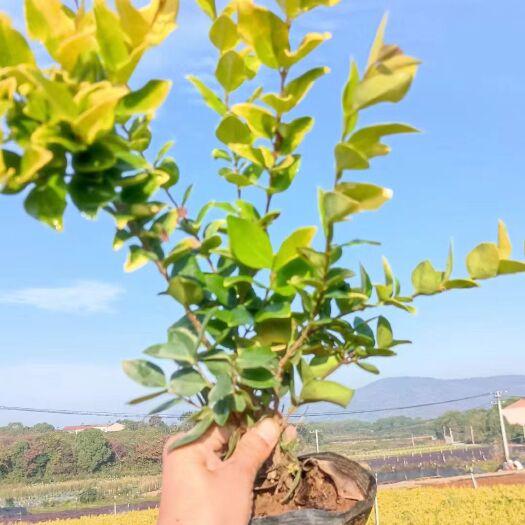 沭阳县金森女贞
