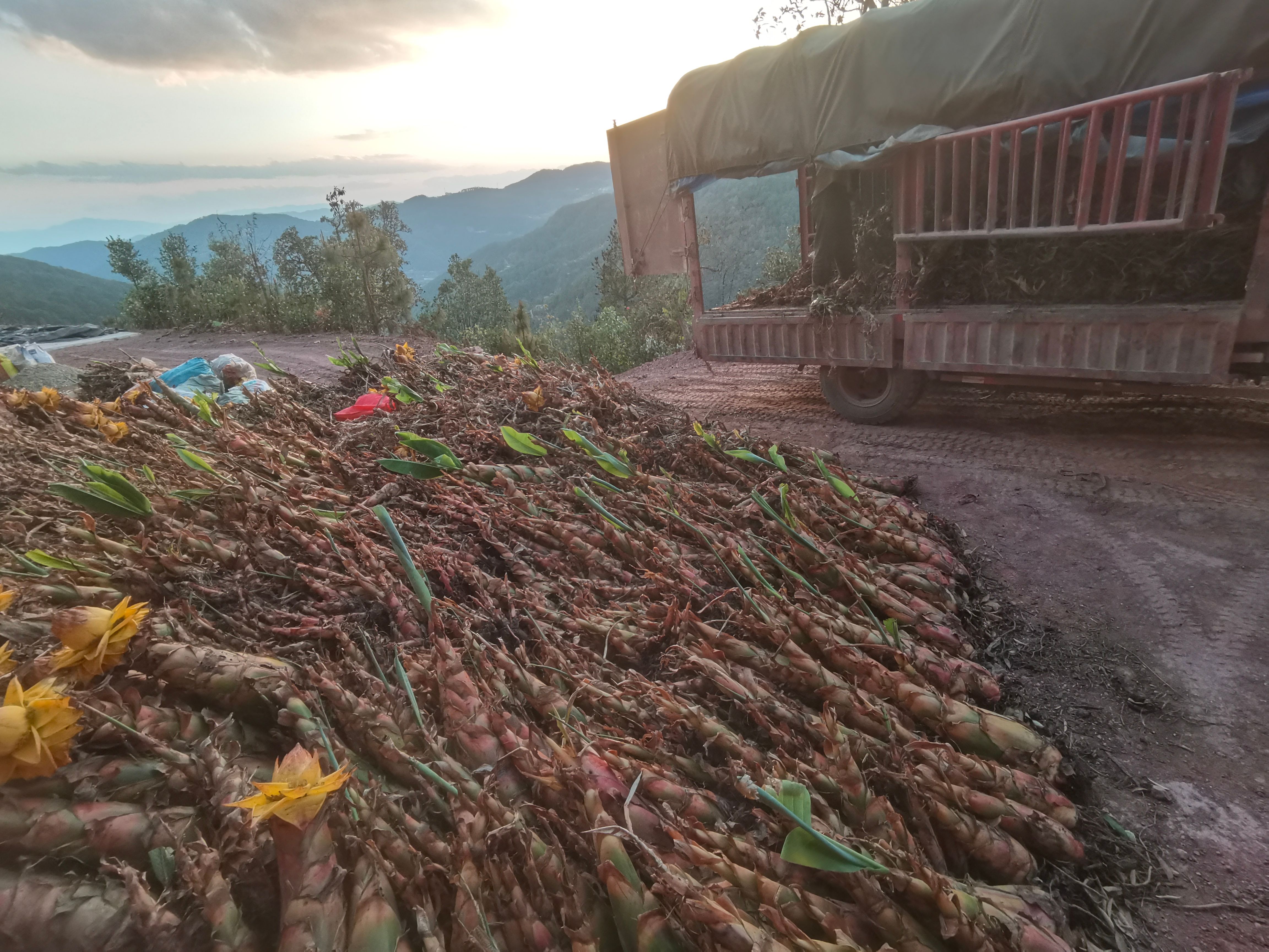 云南地涌金莲绿植千瓣莲花佛教圣花养不死大型盆栽地莲花懒人花苗
