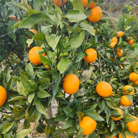荔波县沃柑30万斤以上