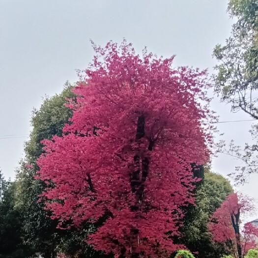 全州县红小袖，红大袖
