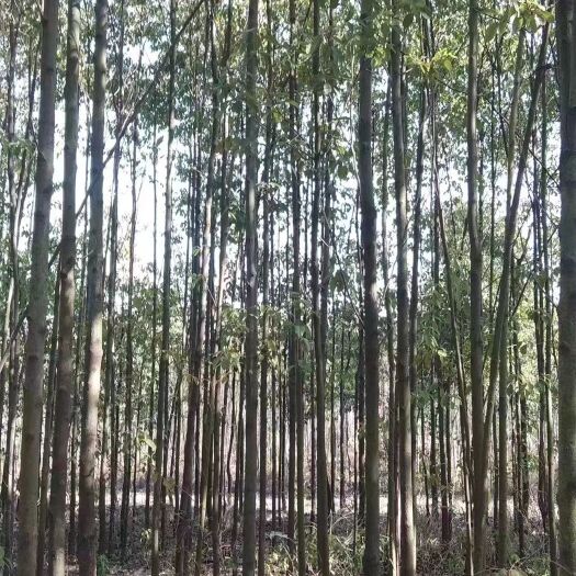 九江香樟