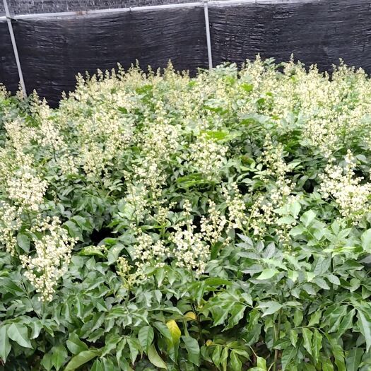 灵山县黑黄皮，杯苗