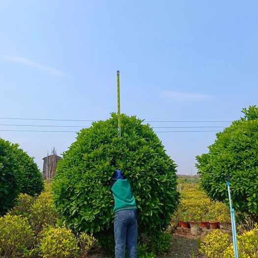 广州非洲茉莉  灰莉球，高度200-250，袋苗，数量300棵