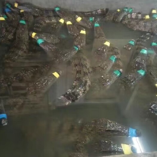 广州人工繁殖养殖活体鳄鱼