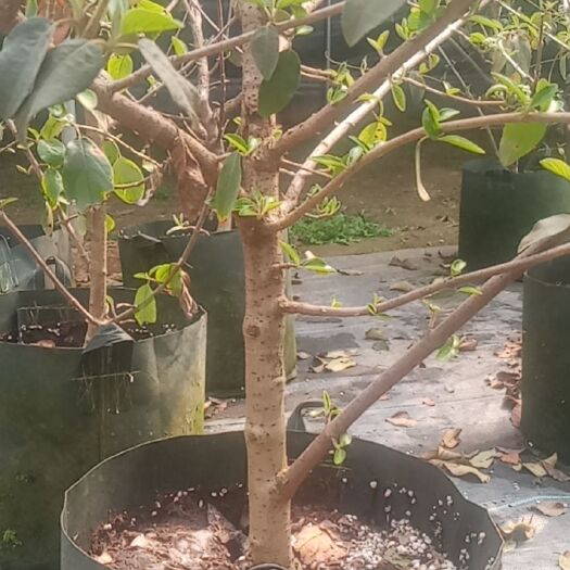 沭阳县中华木绣球