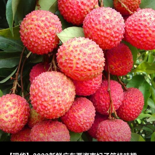 澄迈县海南妃子笑白糖婴荔枝