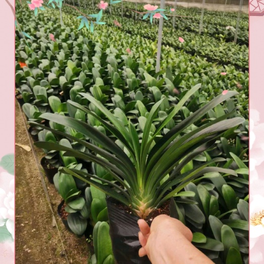 漳平市君子兰开花了