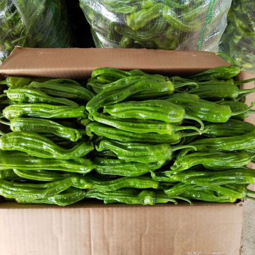 麻城市麻城薄皮椒
