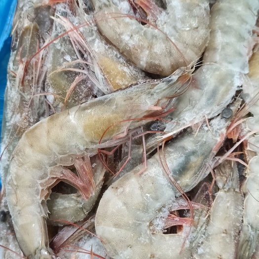 活冻鲜虾，15-20头新鲜白虾鲜甜可口大虾
