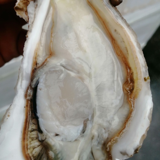 佛山山东乳山生蚝精品，生蚝三倍体薄壳，满肥肉豆豆到4＋