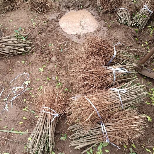 资阳小叶软枝香橙实生苗裸根地苗