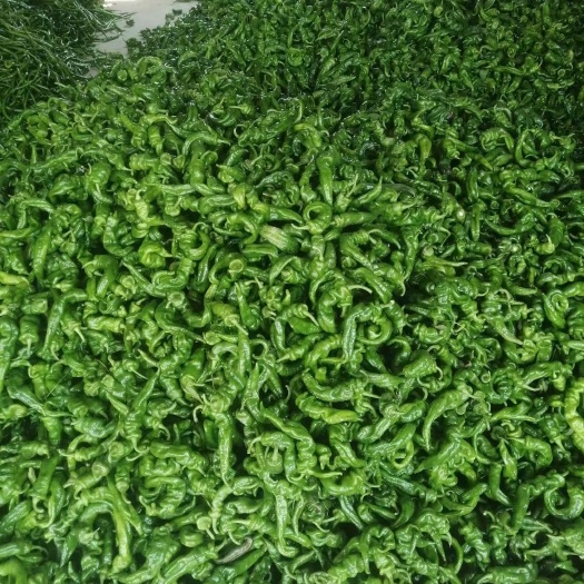 灵山县广西灵山县优质鲜辣椒，螺丝椒，全国供货