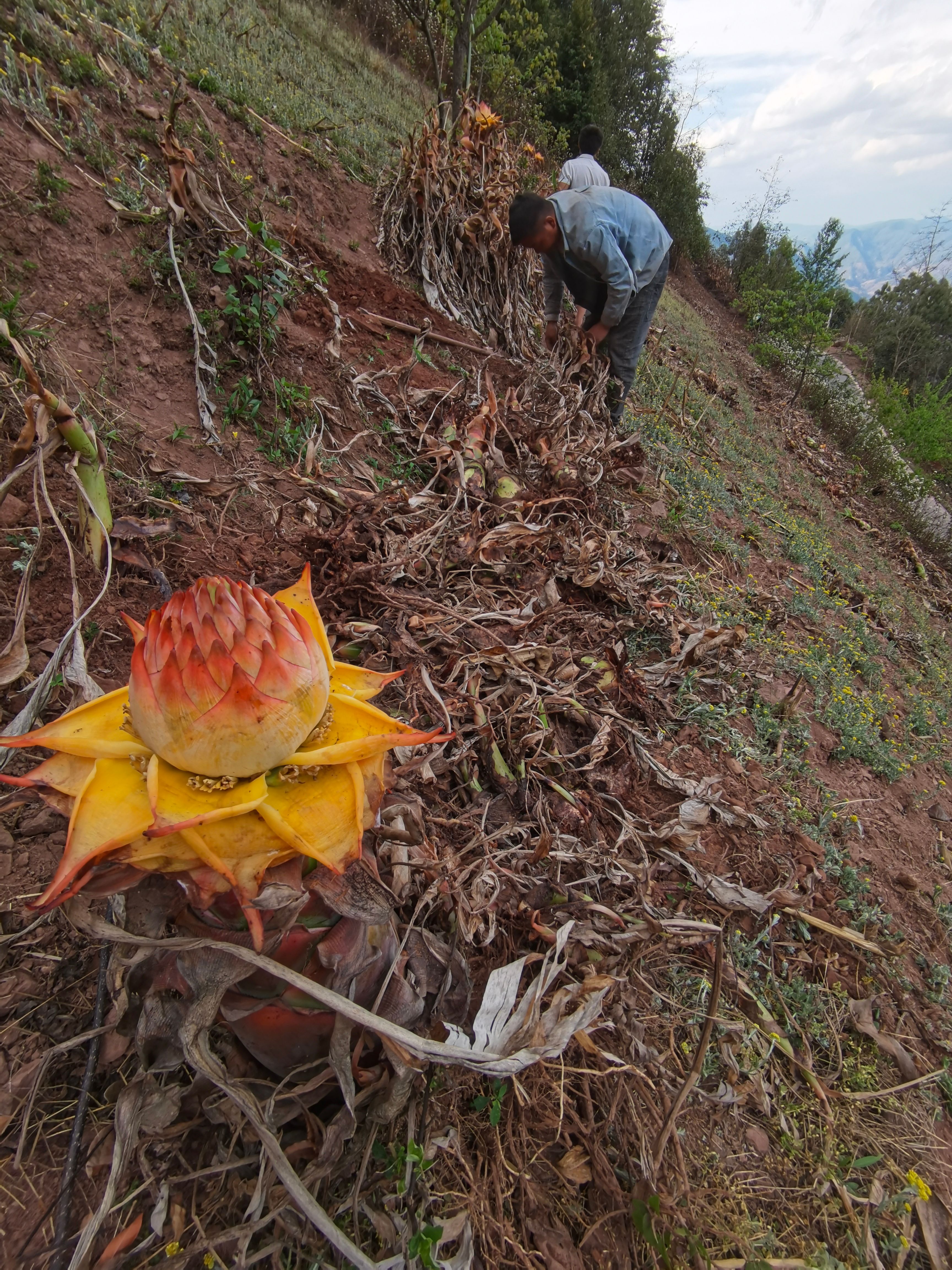 云南地涌金莲绿植千瓣莲花佛教圣花养不死大型盆栽地莲花懒人花苗