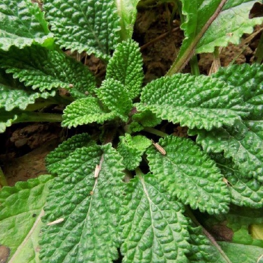 蛤蟆草鲜草 蟾蜍草 癞蛤蟆草鲜草 荔枝草