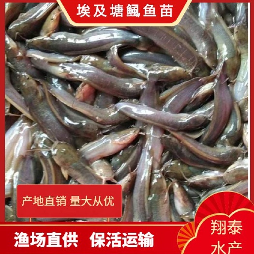 南宁埃及塘鲺鱼苗  三黄塘角鱼苗，良种鱼苗无病无伤易养快大，提供