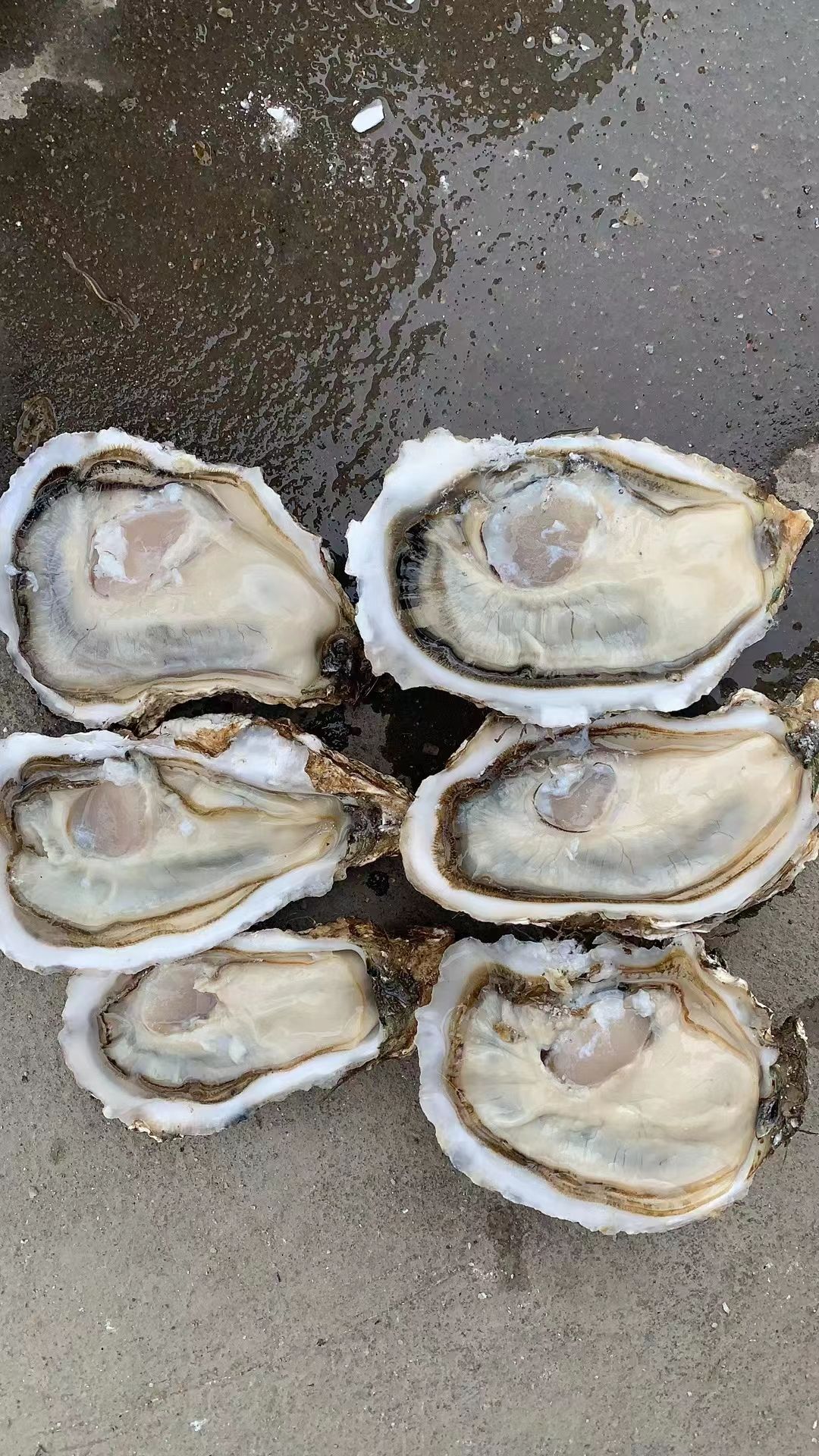 产地生蚝，货源稳定，肥度高，现货发货，全程冷链