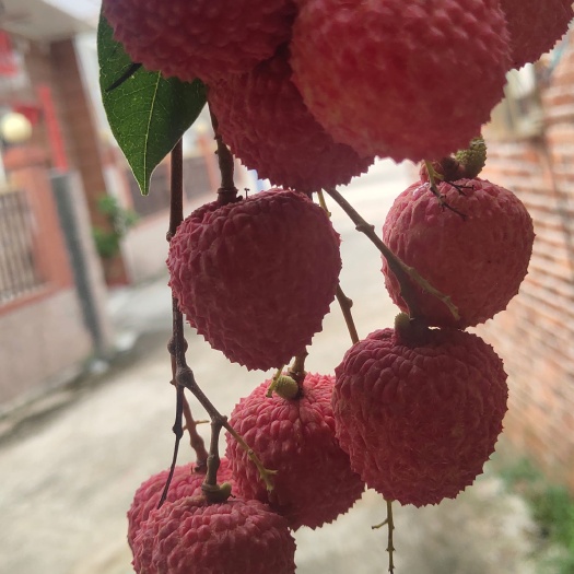 高州市荔枝