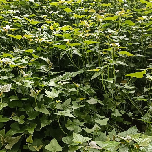 邹城市商薯19红薯苗  白糖罐红薯    白瓤红薯苗