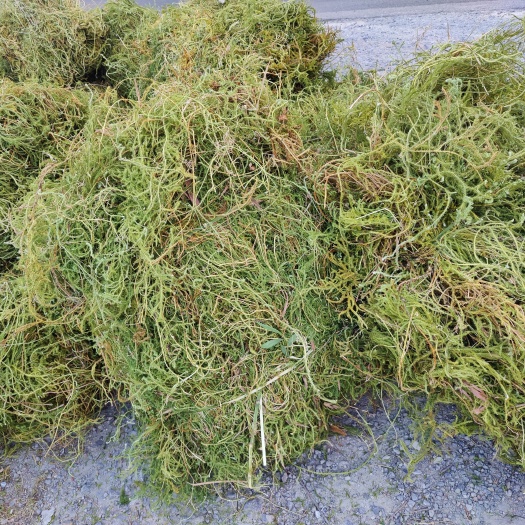 金平县云南伸筋草