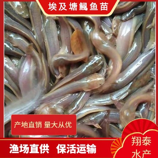 南宁三黄塘虱鱼苗  三黄塘鲺鱼苗，杂交快大，鱼场直供，诚信经营，