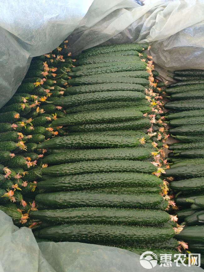 山东密刺黄瓜常年有货市场，货电商货保质保量一手货源产地销售。