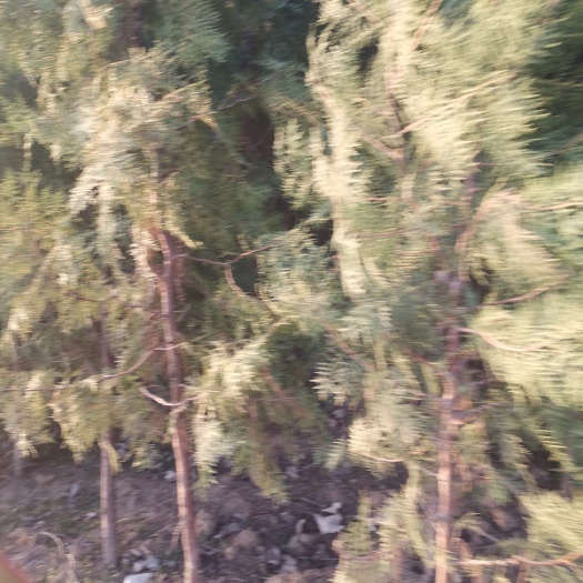 唐河县圆枝侧柏