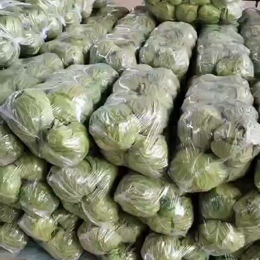 邯郸圆包菜