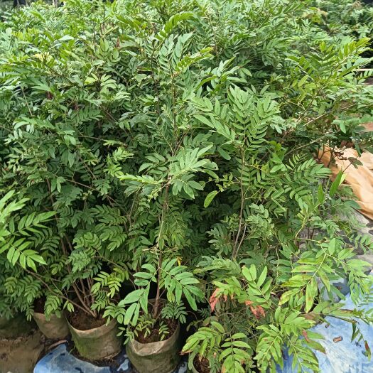 揭阳红绒球红合欢祥谈可议价