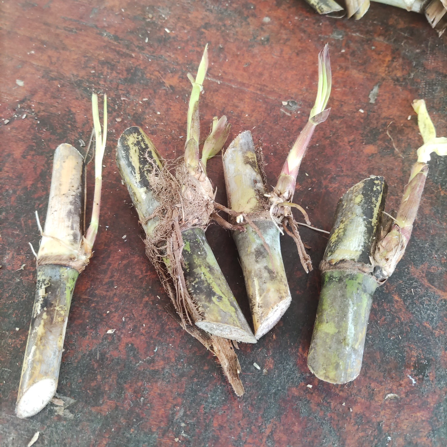 无毛甜象草3号产牧耐寒四季生牧草种植基地直发