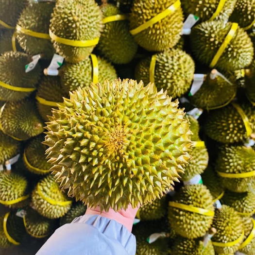 泰国托曼尼榴莲每天发货10000件支持一件代发批发