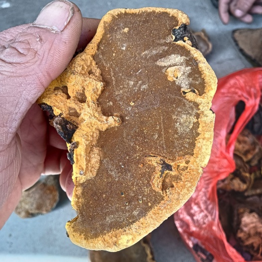 宁强县桑黄，高山桑黄现货出售