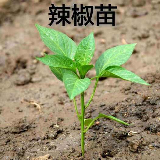 尉氏县辣椒苗