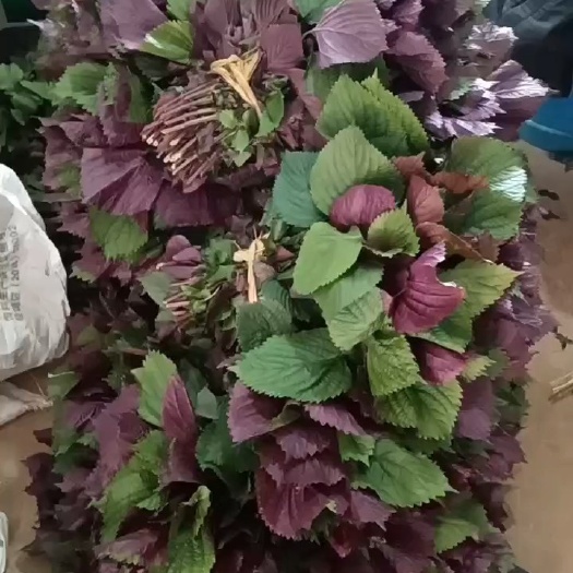 南宁紫苏鲜叶，现摘现发，叶大味浓香，饭店紫苏