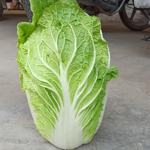 临漳县河北临漳万亩蔬菜基地大白菜已上市，有需要的联系。
