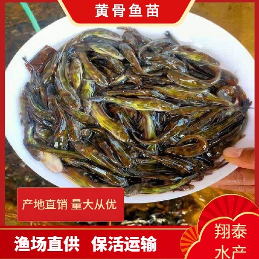 南宁黄骨鱼苗，快大良种鱼苗无病无伤易养，场地直销，欢迎订购。