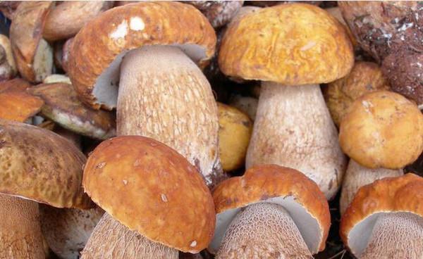 大姚县云南野生牛肝菌