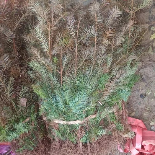 襄樊杉树苗刺杉 湖北南漳杉树刺杉苗40—80公分，现货批发出售