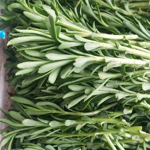 永济市救心菜