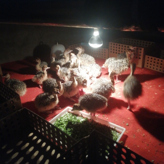 商丘鸵鸟苗