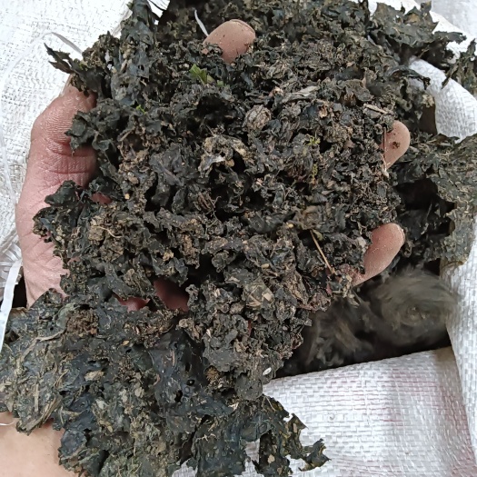 宁强县优质地皮菜（地木耳大量新货上市）