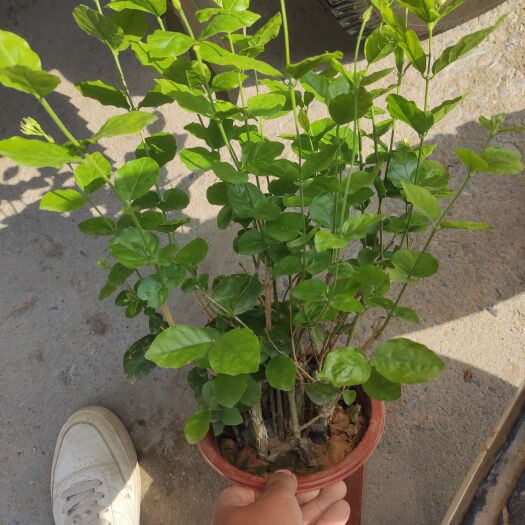 青州市茉莉