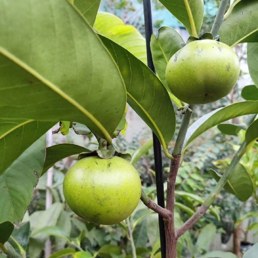 灵山县四季黑柿巧克力苗